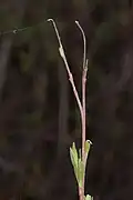 Étroitesse, minceur des feuilles.