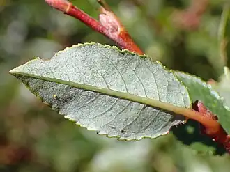 Feuille - verso.