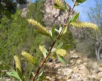 Description de l'image Salix gooddingii 1.jpg.
