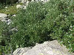 Salix helvetica.