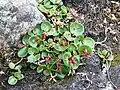 Salix polaris près d'Adventdalen (milieu de l'île de Spitzberg)