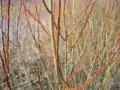 Salix purpurea, rameaux au repos hivernal et bourgeons.
