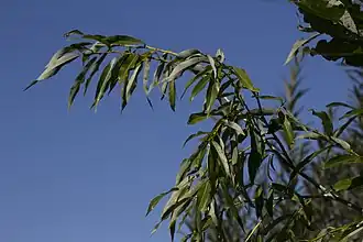 Description de l'image Salix rorida 162087473.jpg.
