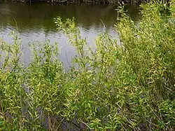 Habitat en Ukraine.