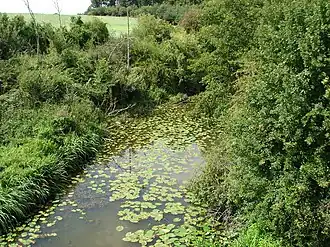 Salleron à Ingrandes