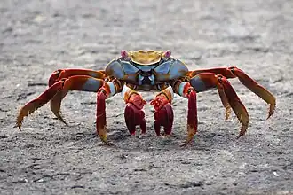 Grapsus grapsus.