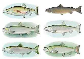 le saumon
