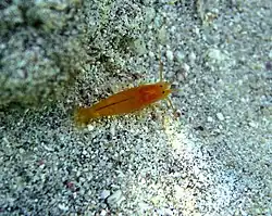 Une crevette du genre Salmoneus (peut-être S. serratidigitus)