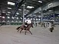 Le salon du cheval de Bourgogne-Franche-Comté.