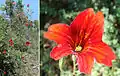 S. sinuata : étude du port et gros plan d’une forme géante à fleurs rouges.