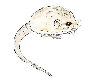 Description de l'image Salpingotus_crassicauda_drawing.jpg.