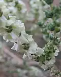 Salsola kali