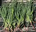 Salsola soda