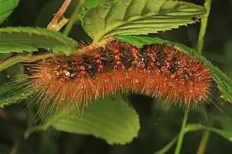 Chenille.