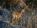 Mâle (Parc national Kruger, Afrique du Sud)