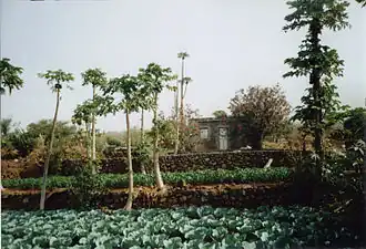 Ferme utilisant la micro-irrigation à Salto.