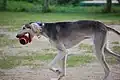 Saluki avec une balle.
