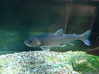 Omble chevalier(Salvelinus alpinus alpinus)