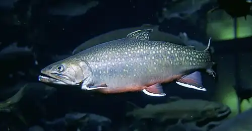 Un poisson nage dans l'eau. Sa peau grise est couverte de points pâles et son ventre a une apparence rosée.