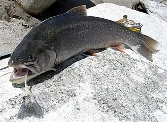 Vue d'un poisson, l'Omble chevalier.