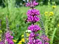 Abeille butinant une salicaire dans la région de Volgograd.