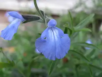 Description de l'image Salvia azurea1.jpg.