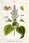 Sauge sclarée