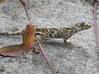 Description de l'image Salvin's Anole imported from iNaturalist photo 136099969 on 21 April 2022.jpg.