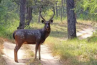 Cerf sambar (Rusa unicolor).
