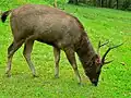 Rusa unicolor cambojensis (Parc national de Khao Yai, Thaïlande)