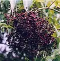 Fruits.