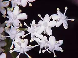 Fleurs.