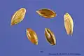 Graines de Panicum virgatum