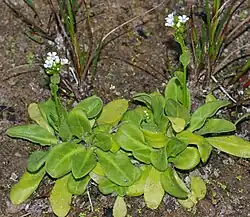 Samole de Valérand (Samolus valerandi)
