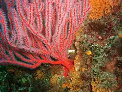 Lophogorgia sp.