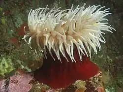 Urticina piscivora