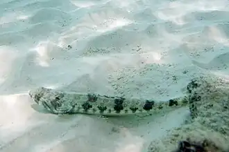 Synodus intermedius