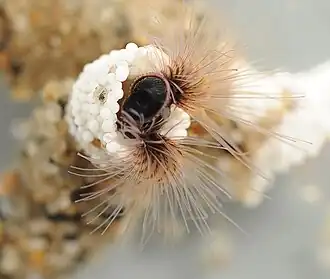 Phragmatopoma californica (Sabellariidae).