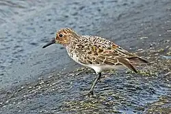 plumage d'été