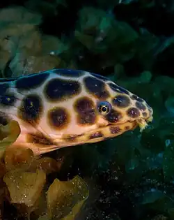 Myrichthys pardalis