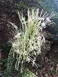 Inflorescence de sansevieria