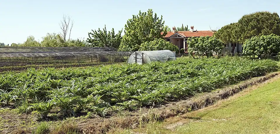 Plantation d’artichauts Via de le Motte