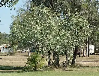 Description de l'image Santalum lanceolatum.jpg.