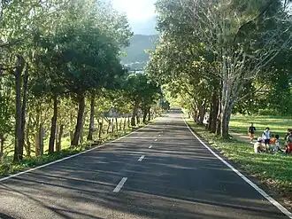 Guásimos