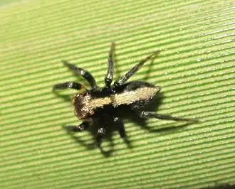 Description de l'image Saphrys rusticana cropped.jpg.