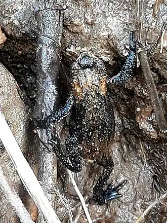 Description de l'image Sapinho-de-barriga-vermelha (Melanophryniscus simplex) - 2.jpg.