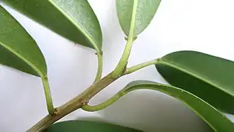 Rameau de Sapium glandulosum.