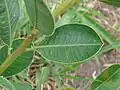 Rameau de Sapium glandulosum dans l'État de Bahia (Brésil).