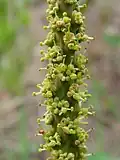 Épis de fleurs de Sapium glandulosum.