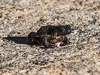 Description de l'image Sapo-flamenguinho (cropped).jpg.